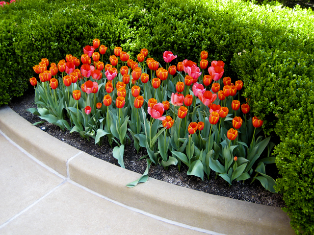03_Brewery_Tulips