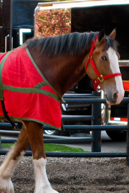 04_Clydesdale_1