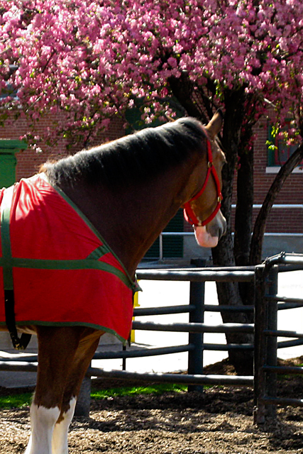 05_Clydesdale_2