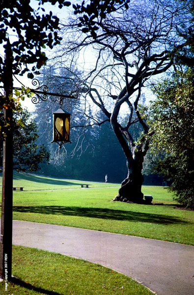 Faculty_Glade