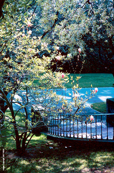 Spring_Blossoms