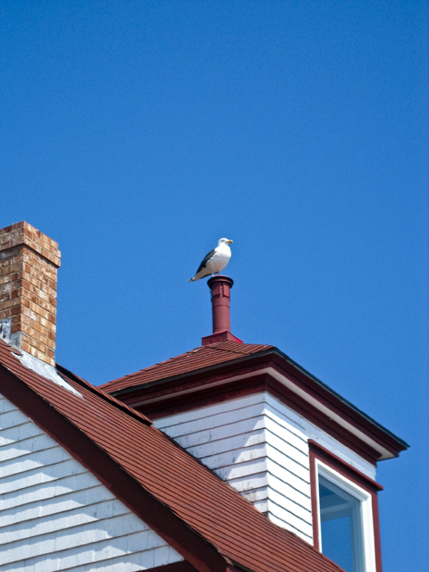 Gull on Liverpool lightnouse