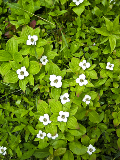 Flowers, Liverpool, NS