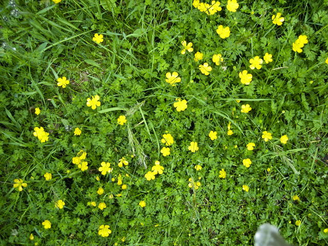 Flowers, Liverpool, NS