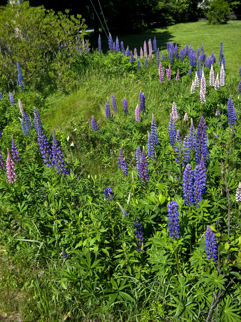 Lupine, LaHave, NS