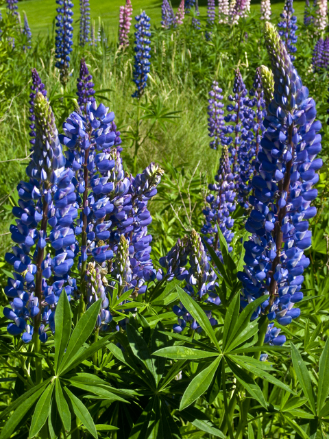 Lupine, LaHave, NS