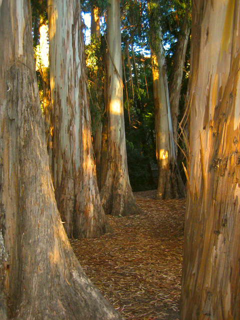 30c-Cal_Eucalyptus_Grove
