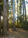 30a-Cal_Eucalyptus_Grove
