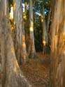 30c-Cal_Eucalyptus_Grove
