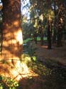 32-Strawberry_Creek_Redwoods