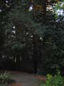 34-Cal-Redwoods