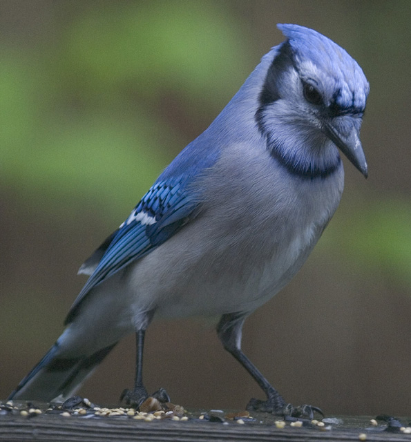 Jay